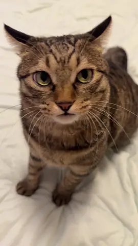 The cat answering questions loudly#fyp #jinjin #CatCare 