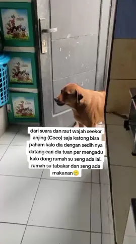 tuan beberapa hari seng pulang rumah, Coco bajalang cari dia tuan setelah dapat tuan dy mangadu sedih kalo dong rumah seng ada lai🥲🥲 #anjingpintar #hunuthdurianpatah #ambontiktok #fyp #kacohunuth