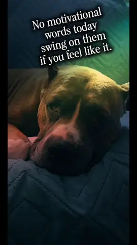 #CapCut #pitbullsoftiktok #bulliesoftiktok #dogsoftiktok #pitbulllove 