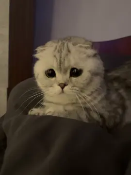 #рекомендации #кошкабоня