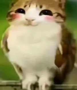 Meowl #fyp #meowl #viralvideo 