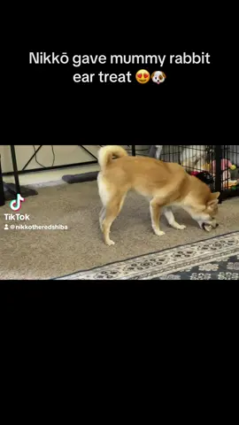 Nikkō being a loving puppy 😍🐶 #tiktok #dog #pet #PetsOfTikTok #petlover 