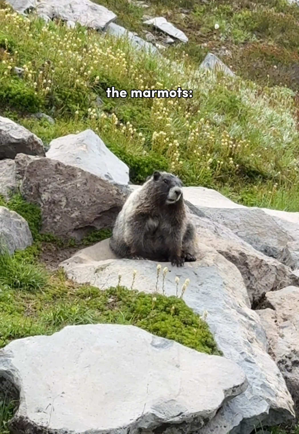 I lost track of how many marmots I saw 🤣 Sooo what’s your favorite marmot pose? #marmot #mtrainier #wildlifeencounters #animallover #pnw 