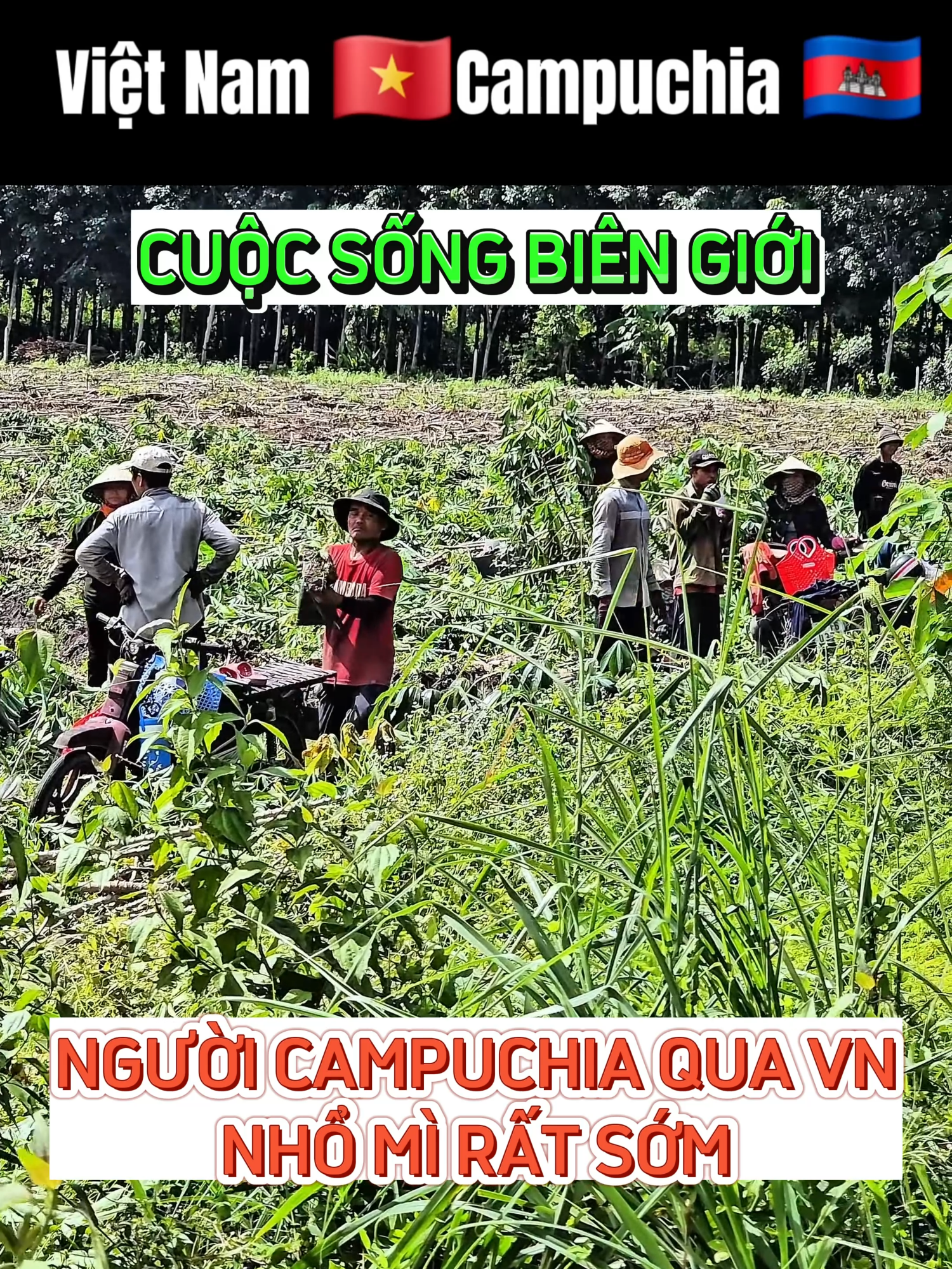 NGƯỜI CAMPUCHIA QUA VIỆT NAM NHỔ MÌ TỪ RẤT SỚM #vantayninh