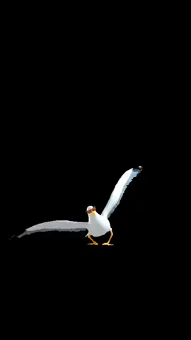 Seagull dancing meme #viral #seagull #fyp 