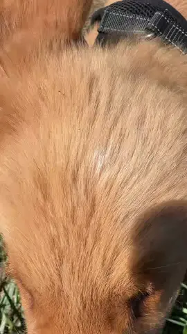 Meet Levi!!!