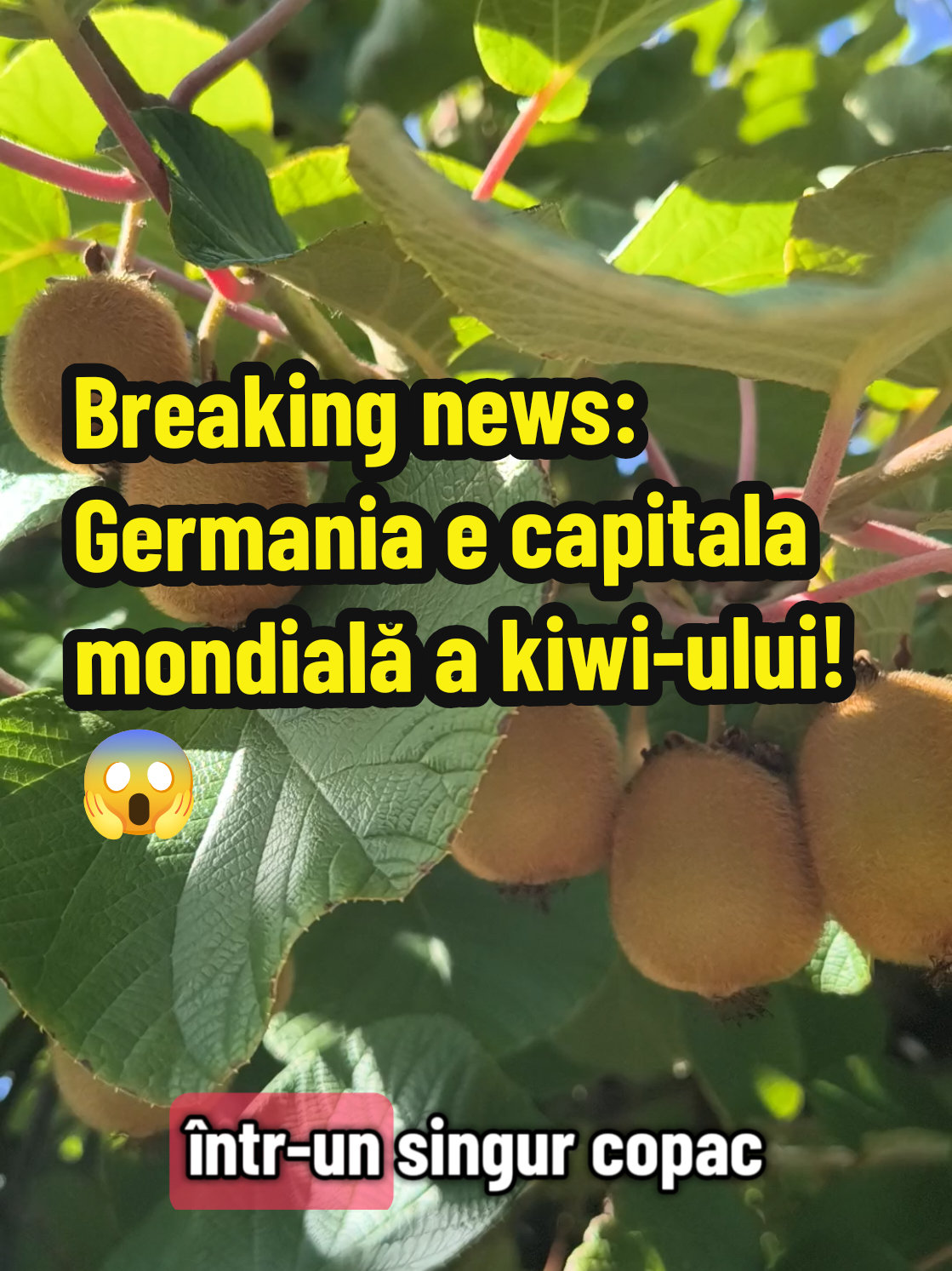 #TikTokRomania #ForYou #FunnyVideo #crinapavaluca #KiwiShock 