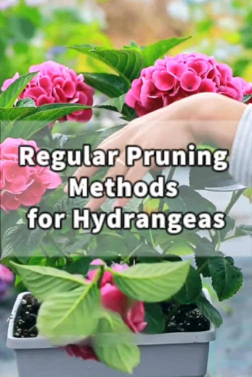 Regular Pruning Methods for Hydrangeas 🌿 Snip off faded or wilted flowers to save energy and encourage new buds.  🍂 In snowy winters, leave old flowers to protect buds.  ✂️ Cut weak, crossing, or floppy stems at the base for better airflow and light.  🪴 Remove broken, dead, or diseased stems so the plant can bounce back.  📆 After mid-August, avoid heavy pruning to protect next year’s blooms.  💧 For more and bigger flowers, apply MKP every 2 weeks in Aug–Sep and Mar–Apr. #indoorplants #homegarden #plantcare #gardening #plants #caretips #indoorgarden #houseplants #gardentips #gardenproject #gardening101 #plantcaretips #planttips #hydrangeas #hydrangea #PlantTok #TikTokLearningCampaign 