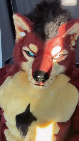 🐺💪 #furry #fursuit #fursuitmaker #fursuiting #fursuiter #fursuitersoftiktok #fursuitfriday #wolf #fursuiteveryday 