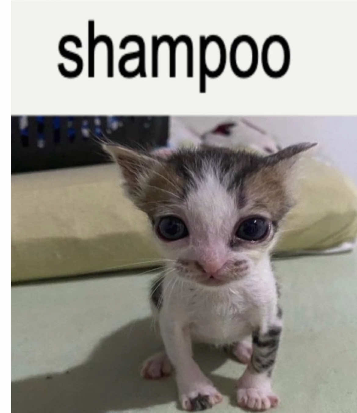shampoo 🐱 #cat #memes 