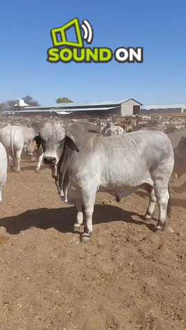No trucks with exhaust breaks was used in the making of this video 🤣🤣☝️ #kroonvee #kroonveebrahman #brahmanstoet #barhmanfarmer #brahmansa 