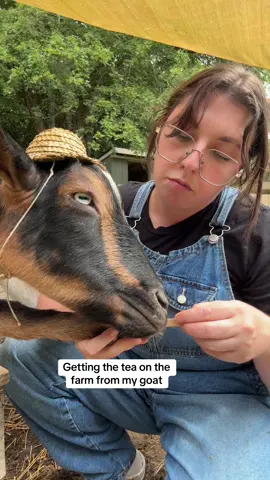 Louie has the best tea✨ #goat #goatsoftiktok #goats #farmtok #farmlife 