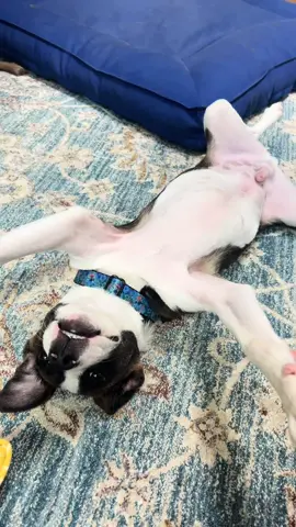 Lil monkey puppy #puppies #dogsoftiktok #puppytok 