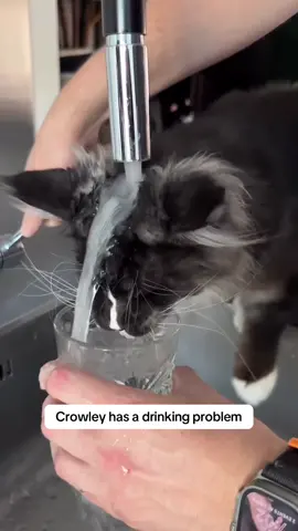 Why are cats? (ig/sammymeowington) #catswiththeirtonguesout 
