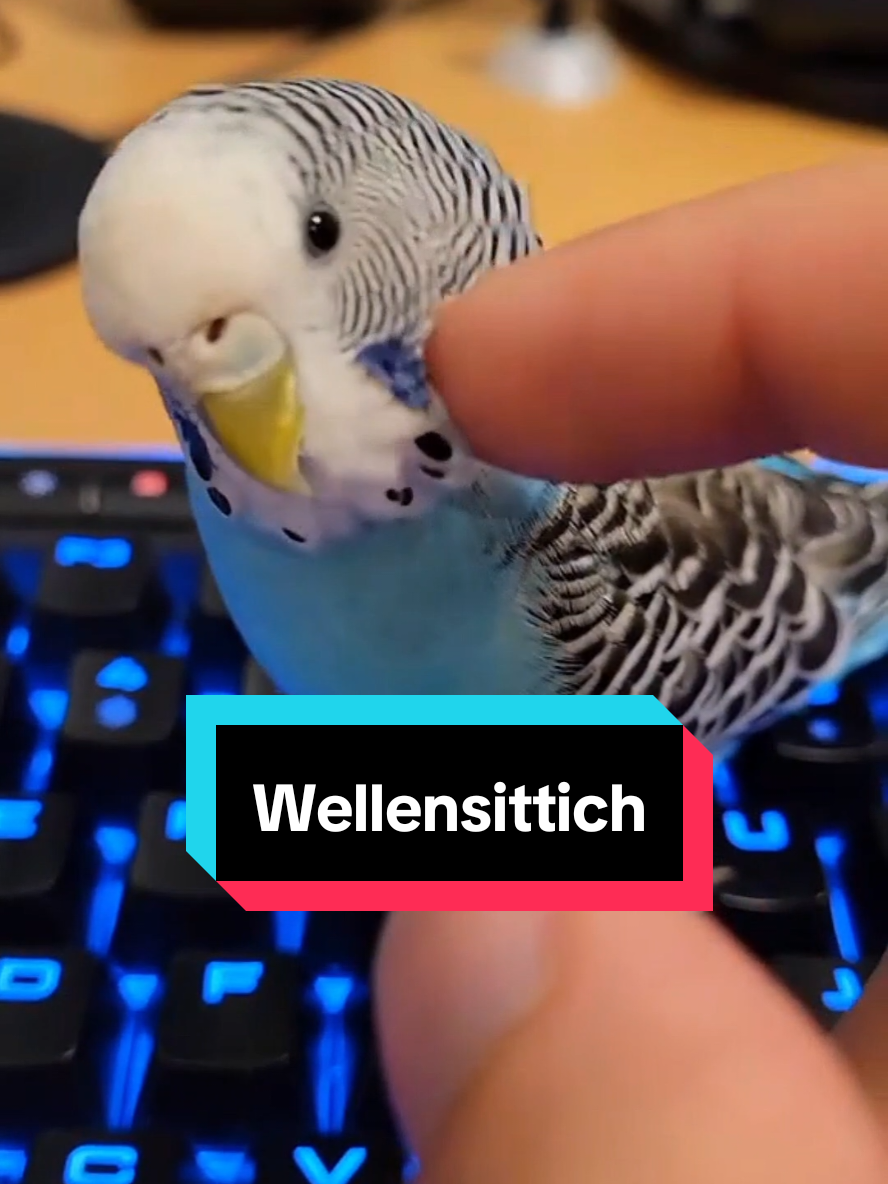 Der Wellensittich ist klein, bunt und trotzdem ein Biest. #lustigetiere #wildetiere #vögel #wellensittich #budgerigar 