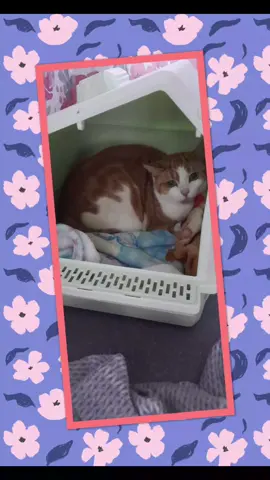 📸🐾 #cattery #catterylife #catsofinstagram #vipguests #awardwinning #alloacattery #moggy #pedigree #cats #intags #centralscotland #holidays #ilovecats  #kittygirl #catteryscotland #longholiday  #scotlandsfinest #catdays #catmeme #kittygirl #SmallBusiness #lovemyjob #tiktokcats  #cat  #catlady #catsofinsta #relax #aguacate #holiday #chill 