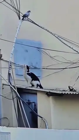 so funny!!!#cats #cute #funnycat #funny #funnyvideos