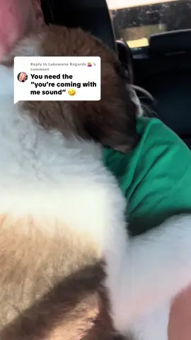 Replying to @Lukewarm Regards 💁🏼‍♀️ I simply cannot  @haydenwburger  #livestockdog #crashout #puppytiktok #puppy #feedstore 
