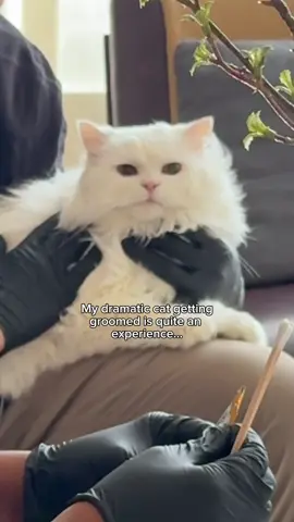 gf loves to express her emotions. #persiancat #angrycat #fyp 