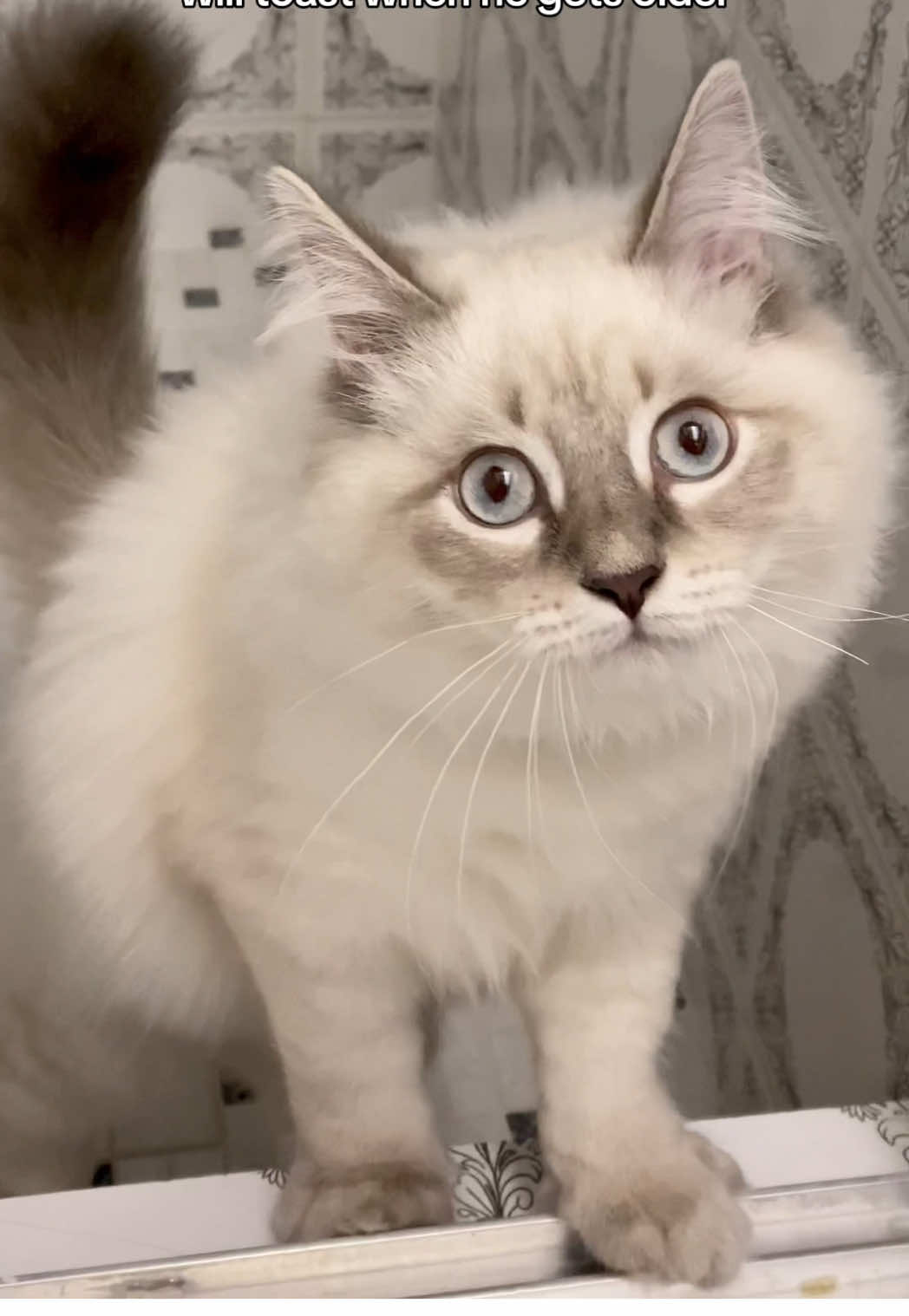 Can’t believe my baby gremlin is turning 5 next week 😭 #fyp #viral #siberiancat #cat #foryou #zoomies 