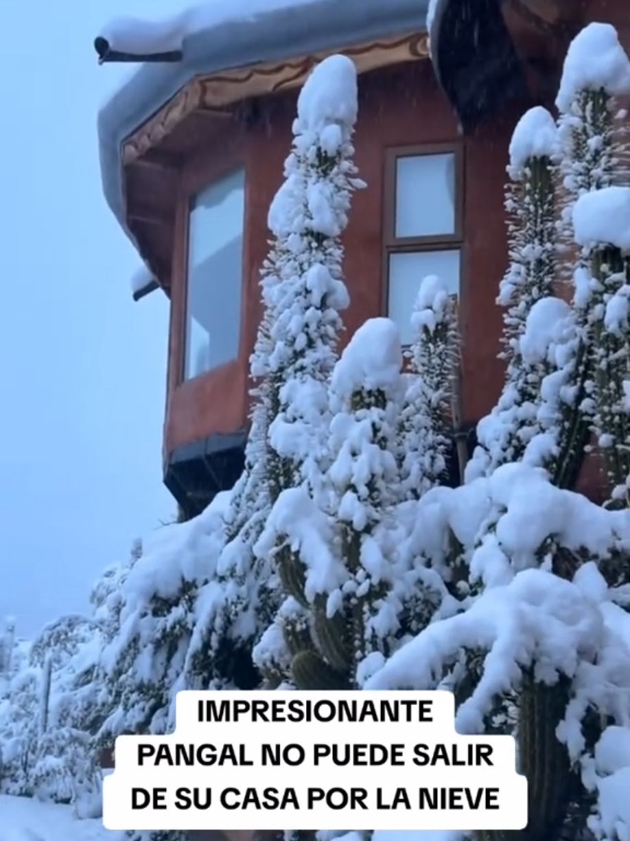 Impresionante, Pangal no puede salir de su casa por la nieve #melinoto #pangal #reality #viralvideos #viral 