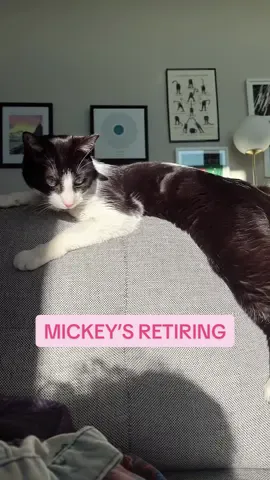 Bittersweet & lovely mews 🥹 The rat is a house rat now! 😭 We’ll be celebrating Icky allll this week but if ypu wanna see the girl IRL, join us fur… 🐀✨ MICK’S RAT-TIREMENT PARTIES ✨🐀 Mickey is gonna be heading back to NEKO day-camp style so everypawdy can say goodbye and celebrate the ratty baddie with us 💖  AUG 27-28 (Wed-Thurs) From 9am-6:45pm Just book a Cat Room Visit on our website for any session during that time window!  We’ll even be doing ratfles during every session to give out Mickey merch to someone every hour! 🐀 We love Mick so much. We know so many of you do, too 💗 It’s always hard to say goodbye to a resident and we’re just so grateful that she’s SO happy at home. She loves her cat siblings so much (they’re obsessed with her), and she’s rEALLy into her parents. So excited to celebrate Mick with y’all next week!  #nekocatcafe #catcafe #hotratsummer #catcrime #seattle 