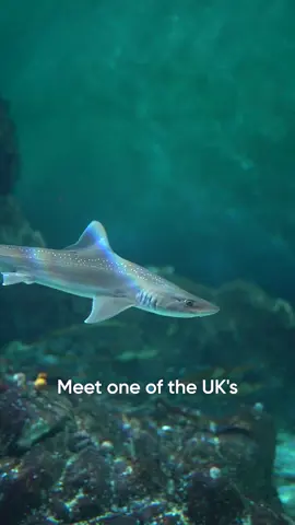 Did you know we have sharks like this in UK waters? 🦈 #StarrySmoothHound #Nationalmarineaquarium #sharks #shark #uk #animals