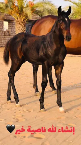 ابن المخضرم بـ عمر 4اشهـر✋🏼🔥 #الزاويه_العنقاء_ليبيا🇱🇾 #ورشفانه #عزو_حليله #خيل_وخياله🐎 