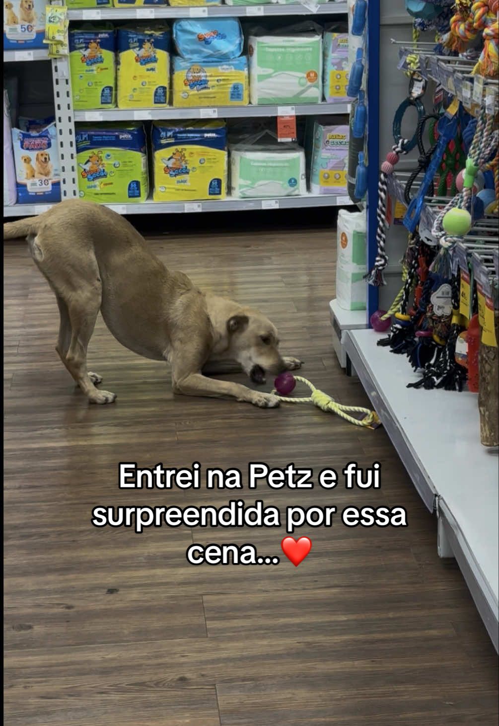 DESFECHO DA HISTÓRIA NO PERFIL ❤️ Um anjinho de quatro patas mostrando o quanto a felicidade pode ser tão simples…🥹 ADOTE!!! 🐾 #adocao #adocaodeanimais #cachorrosderua #emocionante 