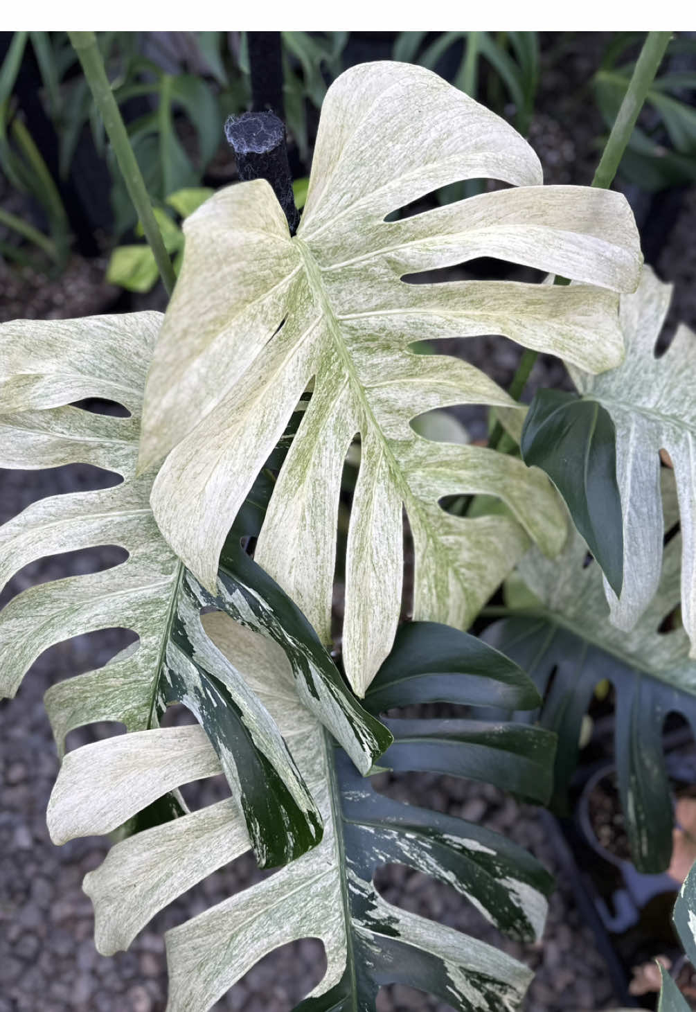 Monstera Mondayy #monstera #monsteramonday #monsteravariegata #monsteradeliciosa #monsteralovers #monsteramint #monsteradevilmonster #monsteramint #monster #fyp #viral 