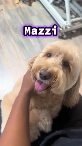 Mazzi’s got the moves 😂💙 • • #funnydog #atlantadoggroomer #dancingdog #doglover #happyheartspetcareservicesatl 