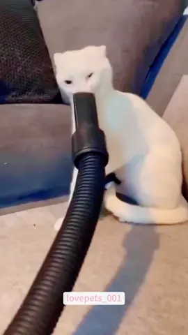 “I’ve got you. You’re safe now!”#cat #cats #catsoftiktok #catlover #funny #foryou #funnyvideos #viral #usa #fypシ #funnymoments #funnytiktok #cute #fyp 