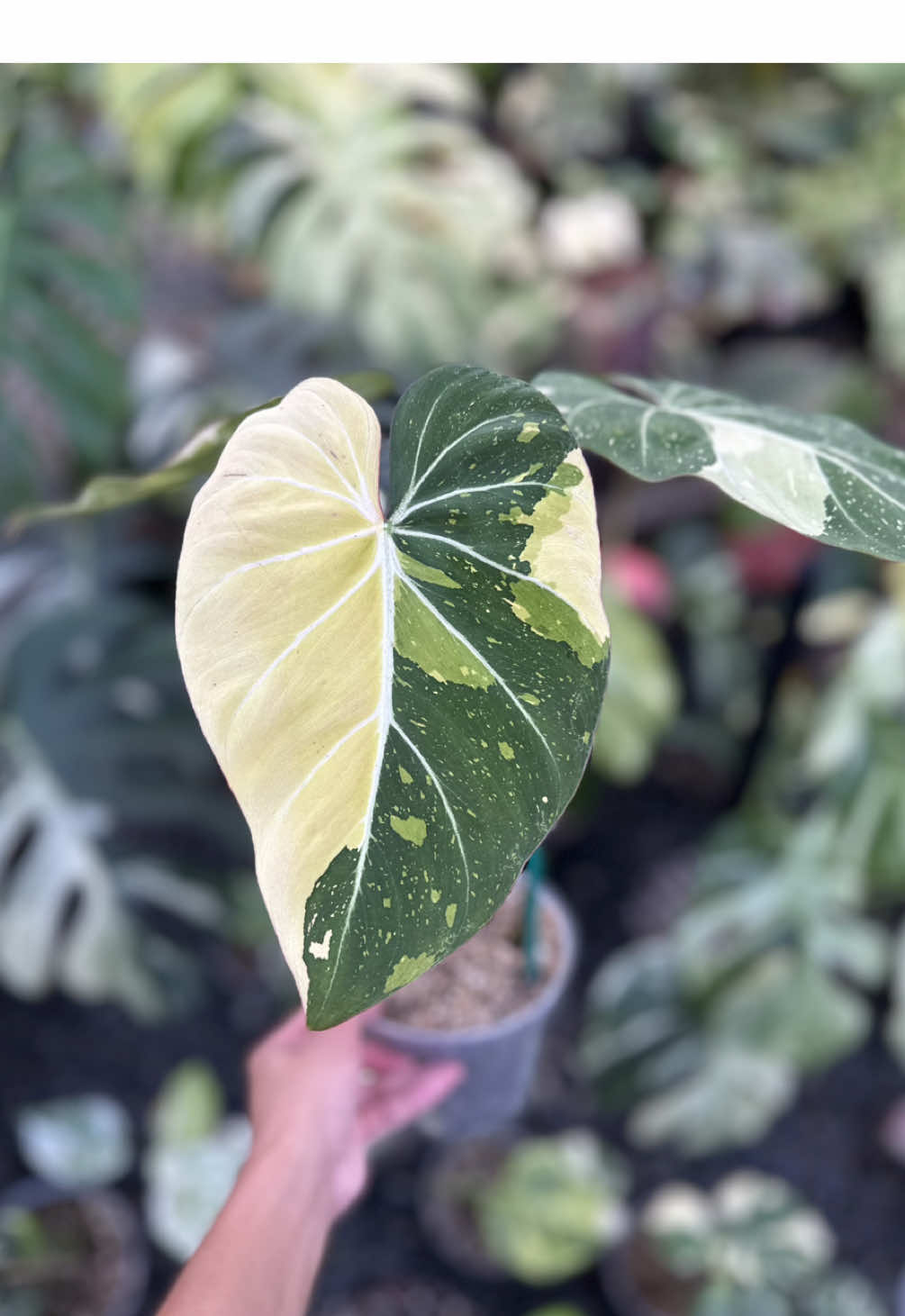 Philodendron Gloriosum Dark Form Variegated #philodendron #philodendrongloriosum #philodendrongloriosumvariegata #philodendronvarigata #philodendronlover #fyp #viral #trend 