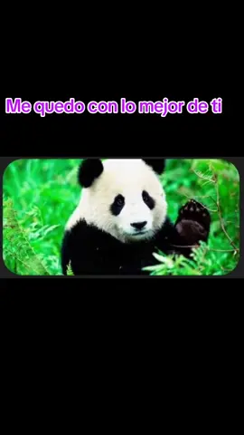 Me quedo con lo mejor de ti#🦅america🦅🇸🇻 #🦅sinmiedoalexito🦅🇸🇻 #amors💔💔🐼 
