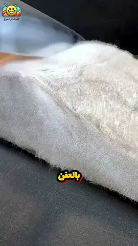 شرائح التونة المعفنة 😢