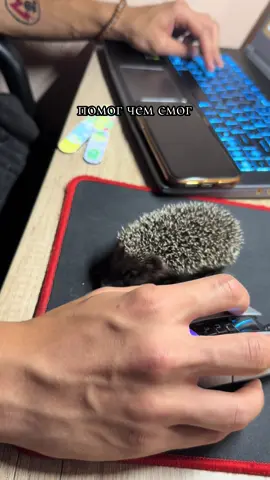 #ежик 