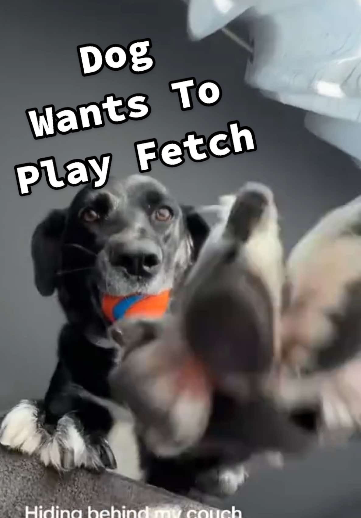 You will never get away from the sound of the dog who wants to play fetch with you!! 🎶💥🎾🤣 (Via - @christaniner) #DogsOfTikTok #fyp #Dog