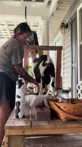 Just a milking morning☺️ #fyp #farmchores #milkgoats #goats 