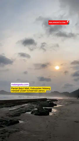 malangsatu.com - Pantai Bajul Mati di Desa Gajahrejo, Kecamatan Gedangan, Kabupaten Malang kini dijuluki sebagai “Ibu Kota Penyu” berkat kesuksesan program konservasi yang digagas sejak 2009 oleh Bajulmati Sea Turtle Conservation (BSTC) bersama Perhutani KPH Malang, dan Balai Besar KSDA Jawa Timur. #bajulmati #konservasipenyu #bstc #perhutani #bksda 