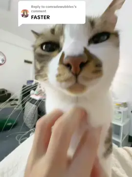 Replying to @comradewubbles hello scratch scratch scratching. Sound attract cat.  #catsounds #meowing #fyp 