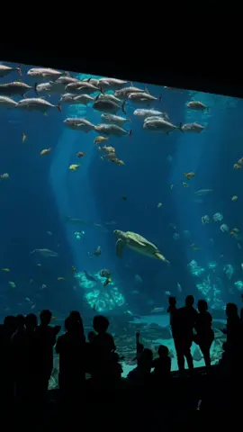 nothing prepares you seeing this gentle giant in person @Georgia Aquarium  #whaleshark #georgiaaquarium #taroko #bucketlisttravel #aquarium 