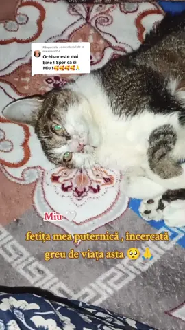 Ca răspuns pentru @roxana.s014 #myra💔😌  Miu 🤍 este bine mai au 5 zile tratament 🙏