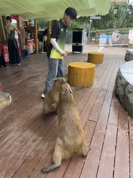 #capybara #loveyou #peace 
