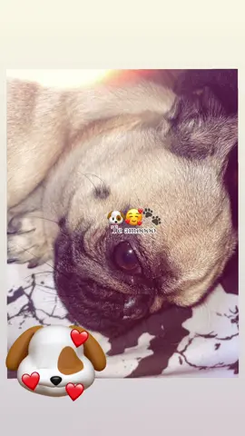 #perritos 🐶 te amo amor de mi alma 🐕🐾