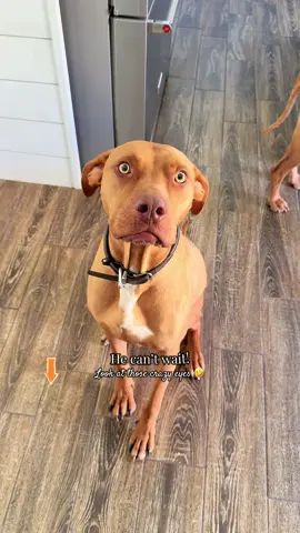 This is one of my favorite ways to provide my dog with enrichment while crossing a task off of my to-do list. Where are my other crazy type A dog moms? @Freezbone #FreezBone #DogMom #DogTalk #Enrichment #DogToys
