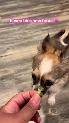 I wonder what other things she will like ☺️ #fyp #pomchi #puppy #new #food 