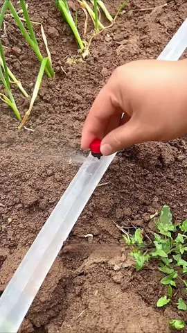 #irrigação #hortaemcasa #jardim #plantaçao #tiktokshopbrasil 