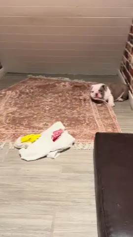 Rug vs Bulldog 🥊 #puppiesoftiktok #bulldogsoftiktok #englishbulldog #