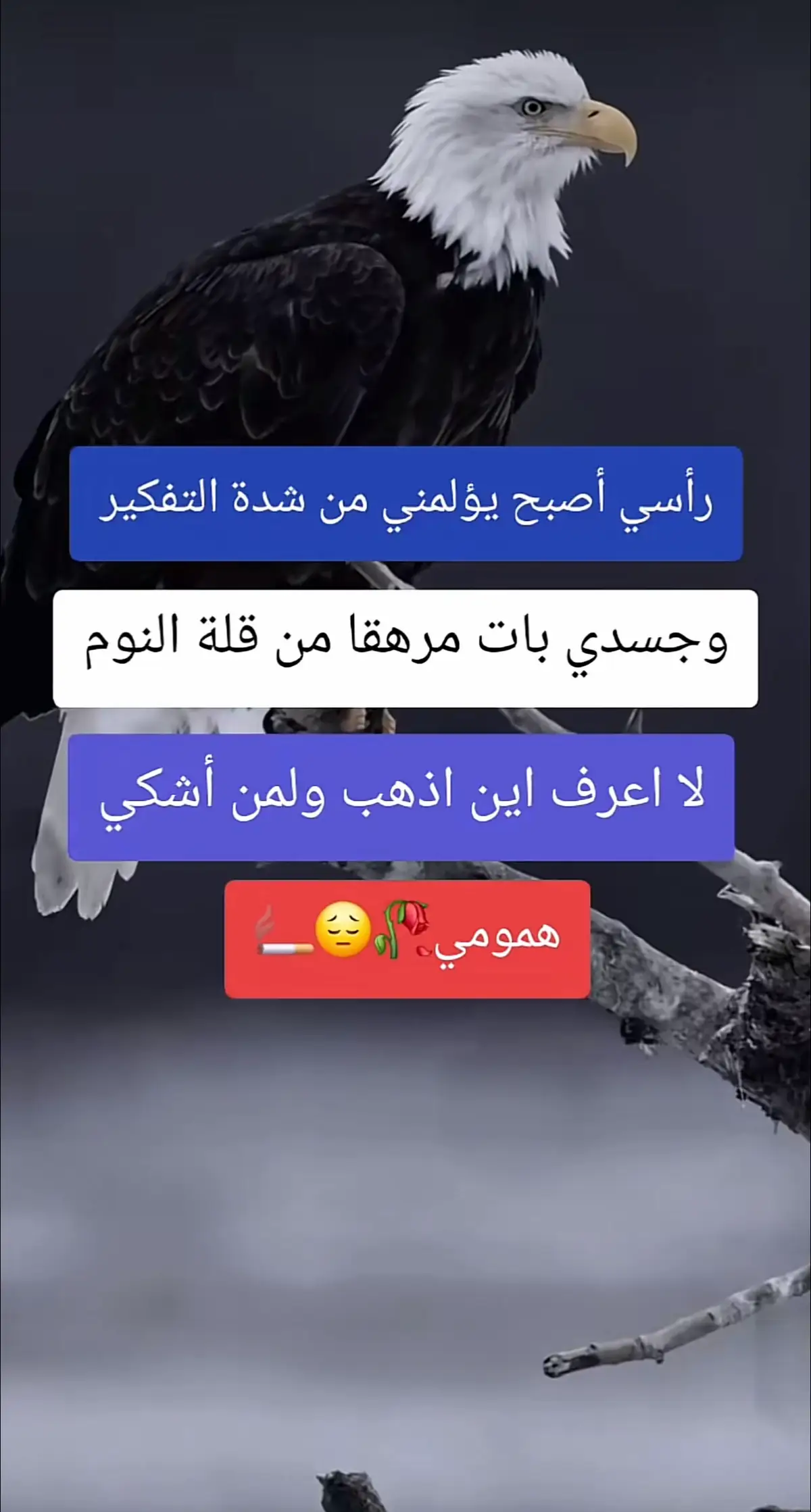 #اقتباسات_عبارات_خواطر🖤🦋❤️ #عبارات_جميلة_وقويه😉🖤 #عبارات_حزينه💔 #ذي_قار #قضاءالشطرة🌹💔 