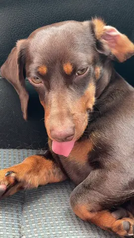 наш чудо-пес ❤️ #таксалучшаясобака #рекомендации #dachshundpuppy #dachshund #puppy 